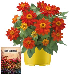 Bild von Ms P12 Zinnia belize scarlet